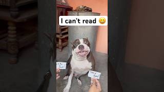 The mafia cant read English 😁 shortvideo shorts viral pitbulldog [upl. by Lalittah832]