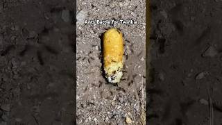 Ants battle over Twinkie ants battle experiment pigs [upl. by Meeker]