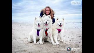 Balade à la plage avec les Samoyedes… [upl. by Geoffrey88]