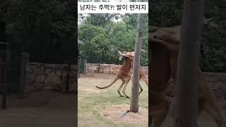 손보다 발을 더 잘 쓰는 캥거루🦘 [upl. by Halludba306]