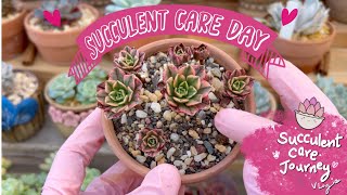 Vlog 133  102524 Succulent Care Day [upl. by Vocaay385]