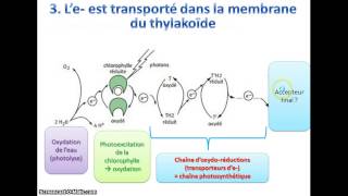 La phase photochimique de la photosynthèse [upl. by Frederich]