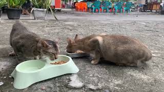 Homeless Cat Meowing In A Gentle Voice Asks For Food I Feeding Cat 6 [upl. by Arlyn]