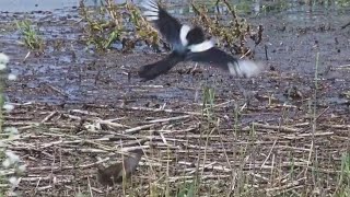 ¡URRACA PERSIGUE A POLLOS DE RASCÓN  P N de las Tablas de Daimiel Ciudad Real España [upl. by Tadich]