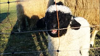 Valais Blacknose Sheep with lambs  Walliser Schwarznasenschafe mit Lämmern [upl. by Anura727]