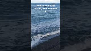 Kaikoura South Island New ZealandInstaTravel TravelGram WanderlustTraveling Newzealand [upl. by Ahmad]