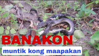 BANAKON KING COBRA NGA NAGLUNO HYBERNATE  MOST DANGEROUS SNAKE [upl. by Reldnahc411]