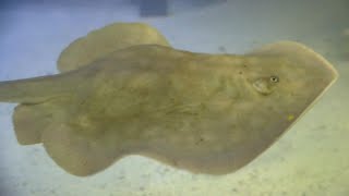 Stingray possibly impregnated by shark about to give birth at NC aquarium [upl. by Analim]