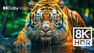 WILD WORLD DOLBY VISION™  EXTREME COLORS 8K HDR [upl. by Elleuqram715]