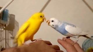 Female Budgies Fighting over My Hand [upl. by Labotsirc341]