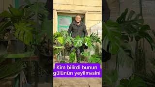 Monstera bitkilərinin satışı Bakı şəhəri Bayıl qəsəbəsiTel994553497070monstera [upl. by Reeva238]