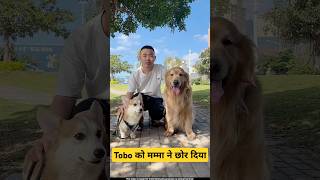 🐕Tobo को मम्मा ने छोडा  mini wood toy  woodworking art skill  hand crafts shorts pets [upl. by Lertnahs107]