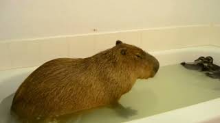 Top 5 capybara [upl. by Brace]