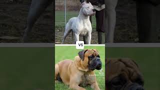 CANE CORSO VS BULLMASTİFFDOGO ARGENTİNOGERMAN SHEPHERDBELGİAN MALİNOİS BİTE FORCE [upl. by Namyh]