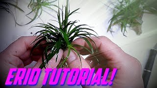 How to Aquarium Plants Eriocaulon Vietnam Made Easy [upl. by Asilad]