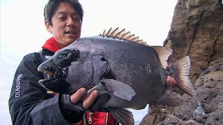 【釣り百景】＃192 穂先に伝わる魚の鼓動！長崎県五島列島でイシダイ釣り [upl. by Annaed]