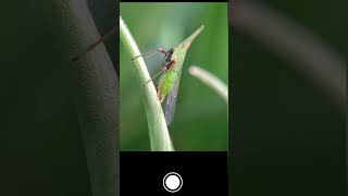 Mobile macro photography macrophotographyideas photography mobilephotography [upl. by Carvey776]