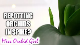 My Phalaenopsis Orchids deserve better  Repotting Orchids in spike [upl. by Llerol]