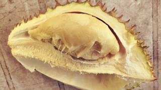 Durian Season in Sipitang Sabah Malaysia [upl. by Norah]