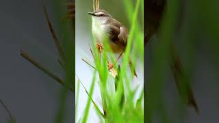 Prinia Bird at Kruger National Park South Africa [upl. by Bennir306]