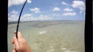 big bonefish battle from HI in HD [upl. by Menell]