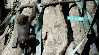 Infant Gorilla Tries To Climb The Tree [upl. by Plafker2]