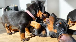 6 playing dachshund puppies [upl. by Gnohc]