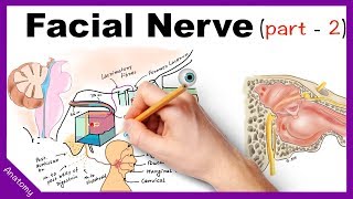 Facial Nerve Anatomy Simplified Part 2 [upl. by Giraldo45]