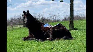 Remarkable Horse Rescue and Rehabilitation UPDATED [upl. by Asiralc]