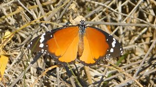 danaus chrysippus 2  butterflies of Greece [upl. by Nagrom]