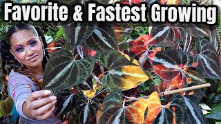 Discover the Amazing Variegated Yam Plant amp Care Guide Dioscorea Dodecanuera  Discolor Houseplant [upl. by Woody]