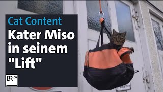 Kater Miso ist SocialMediaStar  Abendschau  BR24 [upl. by Boatwright]