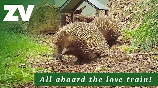 Echidnas board the love train at Healesville Sanctuary [upl. by Anwat706]