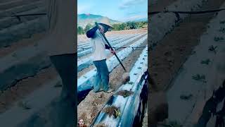 Do you know how tobacco is cultivated agriculture farming farmer trendingshorts [upl. by Salvatore]