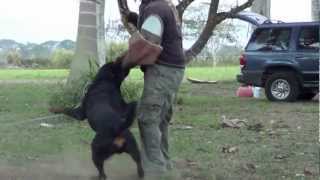 Police K9 Rottweiler Attack 2 [upl. by Tehcac]