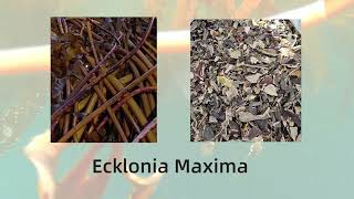 The Next Level Seaweed Fertilizer from Ecklonia Maxima  Dora AlgaNeo [upl. by Tihw19]