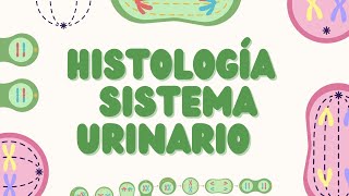 Histología del Sistema Urinario Estructura y Función [upl. by Tarrance471]