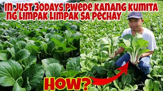 Paano Mapalaki ng Mabilis at Kumita ng LimpakLimpak sa PECHAY in 30 days [upl. by Ruprecht]