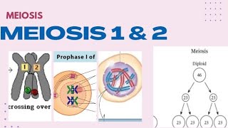 Meiosis 1 and 2 [upl. by Chae906]