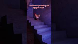 Soy el gallo valiente gallos mascotas funnyshorts [upl. by Aubert802]