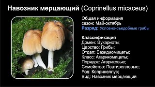 Навозник мерцающий Coprinellus micaceus [upl. by Astrix]