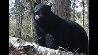 Brutus returns  Adirondack Black Bear scent marking [upl. by Akeim]