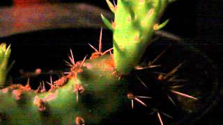 16 Day Opuntia Prickly Pear Cactus Growth Timelapse [upl. by Aihsenot]