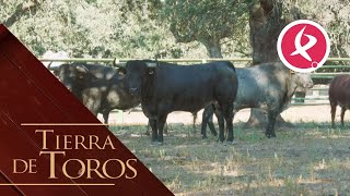 Los grises de Pablo Mayoral a la carrera  Tierra de Toros [upl. by Yerdna]