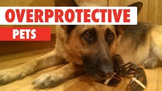 Overprotective Pets  Protecting Babies Kids and Homes Compilation [upl. by Nahgiem]