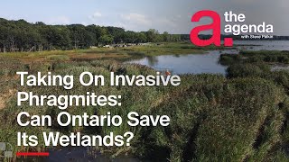 Can Ontario Stop Invasive Phragmites Chokehold on Wetlands ONsite [upl. by Ellenod]