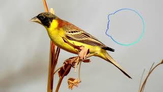 Emberiza melanocephala  Blackheaded bunting [upl. by Blondy586]