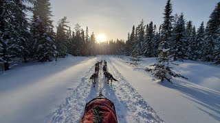 slowtv  30 minutes continuous footage of sled dogs ontariomushers virtualexperience nature [upl. by Hanshaw]