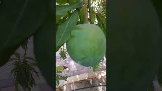 picking raw mango mango fruit treeraw mango mangofruit mangofruit mangopickingmangorecipe [upl. by Lemcke]