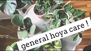 hoya plant care tips  easy care house plants [upl. by Genesia]